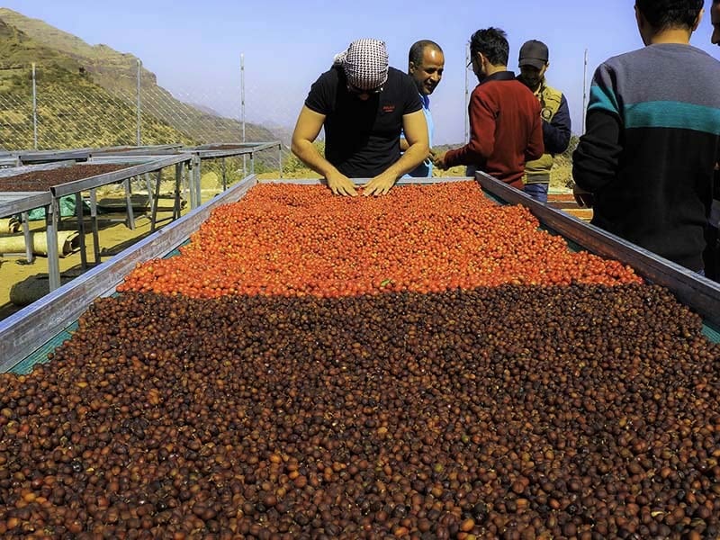 イエメン モカハラズ シャムス